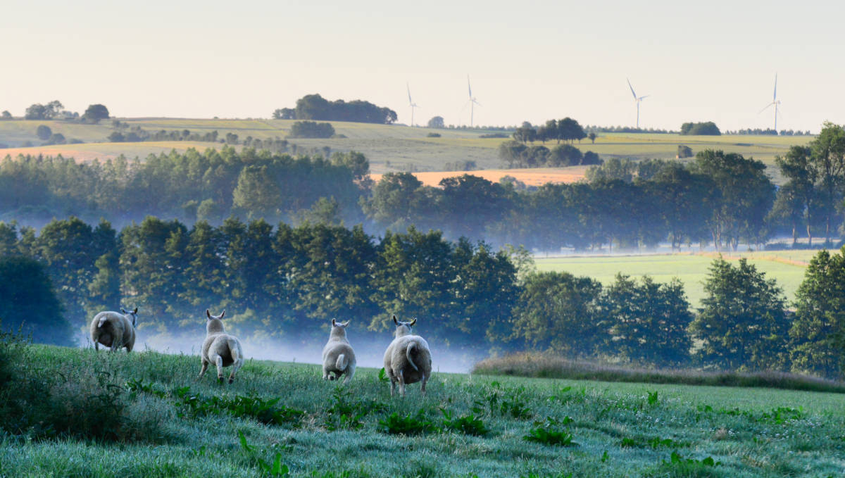 Séjour en groupe dans les Ardennes, La Charmille et Le Cottage Abel à Rubigny