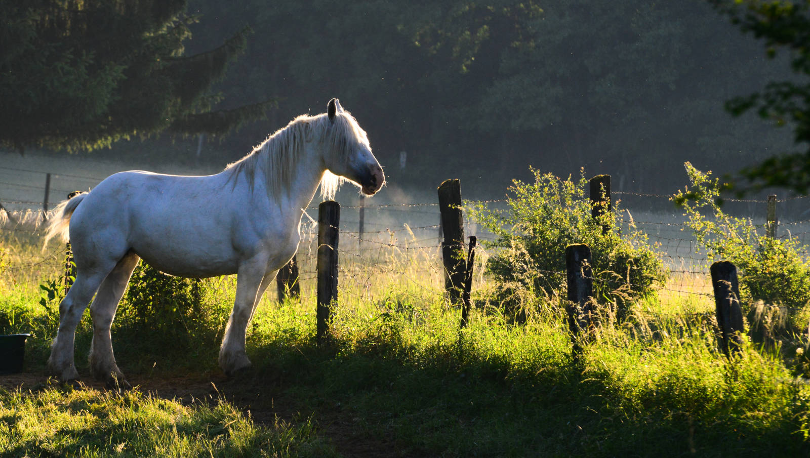 Gite de groupe avec piscine dans les Ardennes, La Charmille et Le Cottage Abel à Rubigny